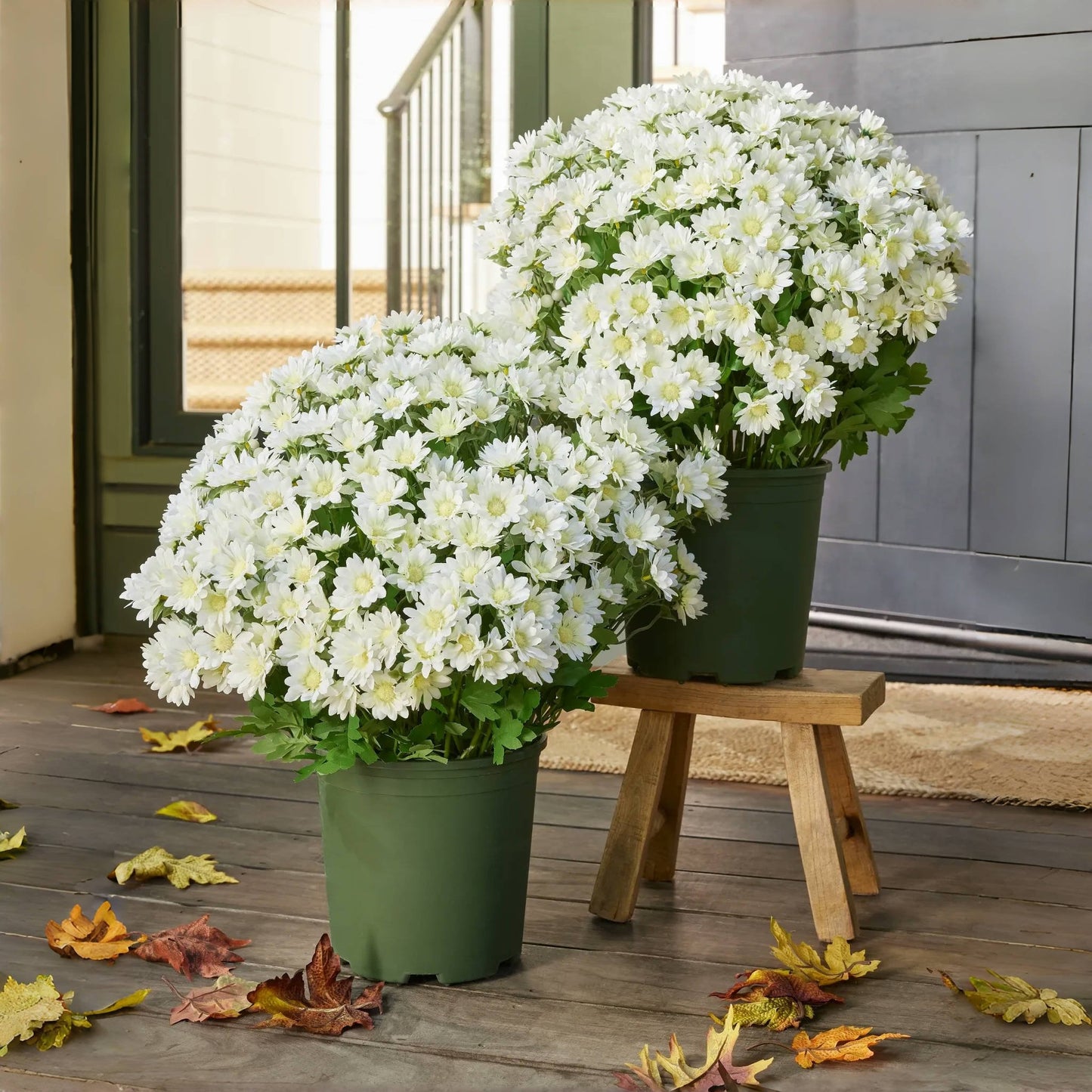 🔥 $2.99 On Sale Only Today 🌱Artificial Outdoor Sunset Mums Flowers