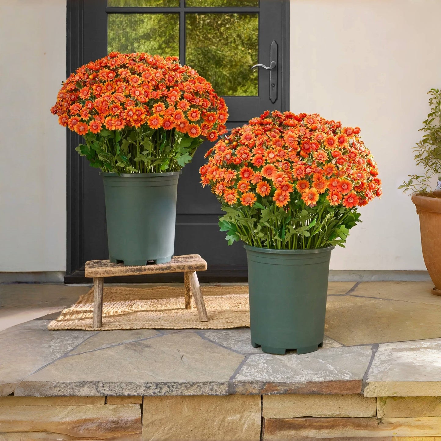🔥 $2.99 On Sale Only Today 🌱Artificial Outdoor Sunset Mums Flowers