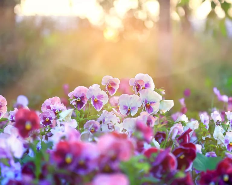 💖Hot Sale 70% OFF-Outdoor Artificial Pansy Flowers💐