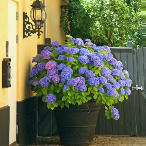 🔥 $9.98 On Sale Only Today 💐Outdoor Artificial Hydrangea Flowers