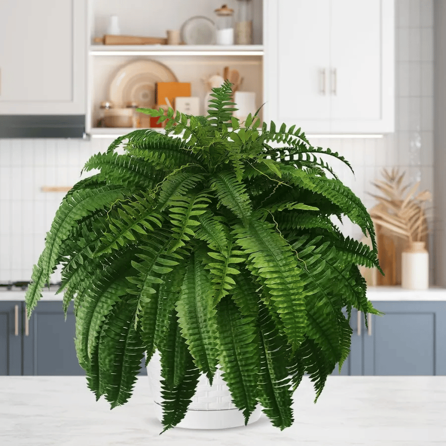 🔥 $9.98 On Sale Only Today  🌱 UV-Resistant Lifelike Artificial Boston Fern