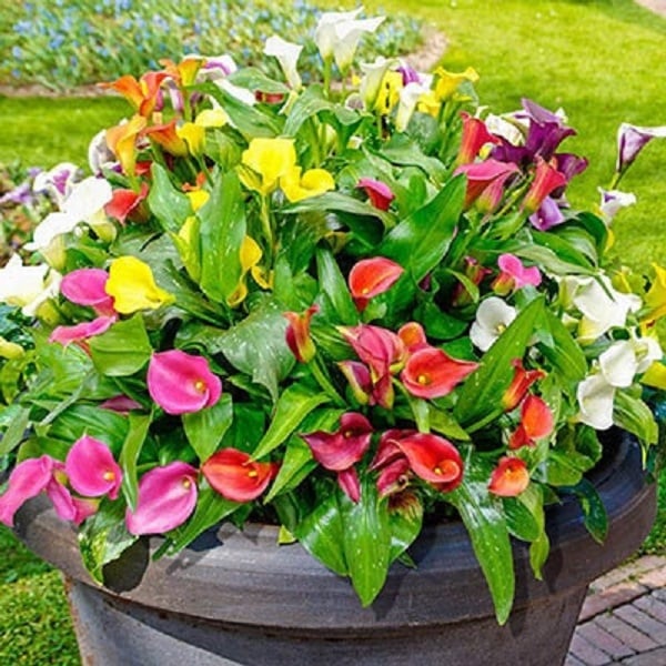 🔥Hot Sale 49% OFF- Artificial Calla Lily Silk Flowers💐