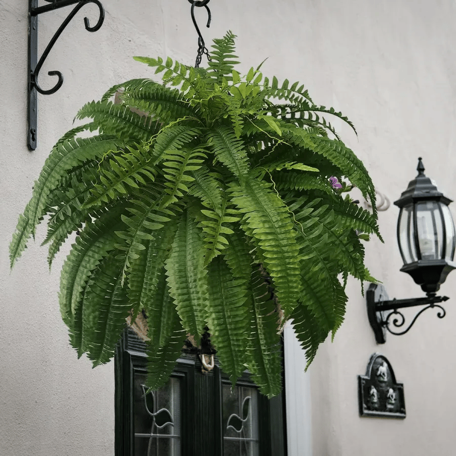 🔥 $9.98 On Sale Only Today  🌱 UV-Resistant Lifelike Artificial Boston Fern
