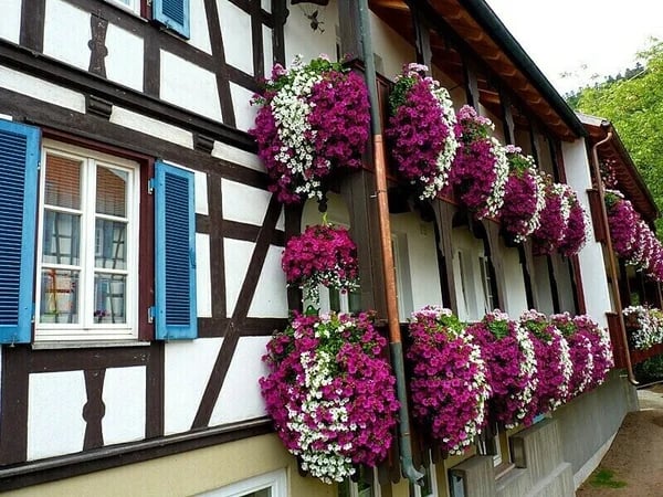 🔥LAST DAY 70% OFF🌺Vivid Artificial Hanging Orchid Bunch🌷