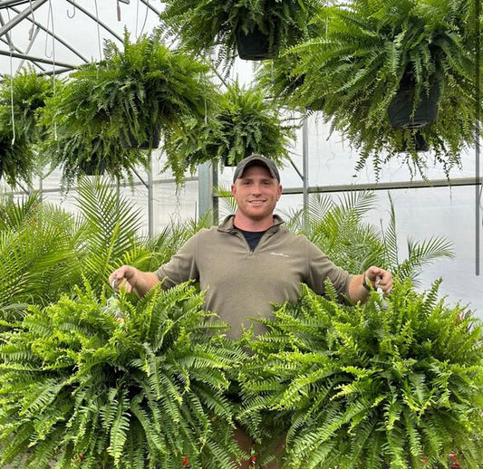 🔥 $9.98 On Sale Only Today  🌱 UV-Resistant Lifelike Artificial Boston Fern